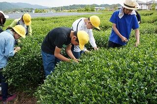 お茶摘み体験 お茶摘み体験