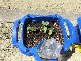 野菜の苗植え 野菜の苗植え