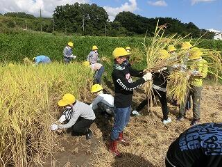 稲刈り 稲刈り