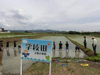 田植え 田植え