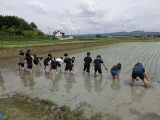田植え 田植え