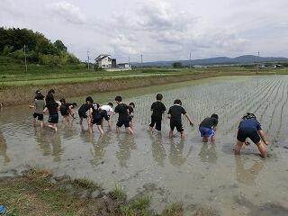 田植え