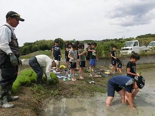 田植え 田植え