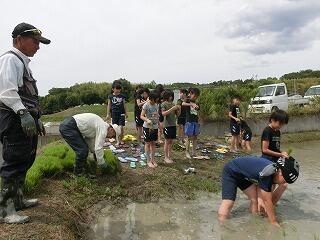 田植え