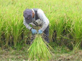 稲刈り 稲刈り