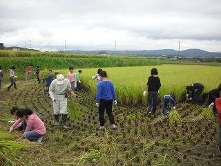 稲刈り 稲刈り