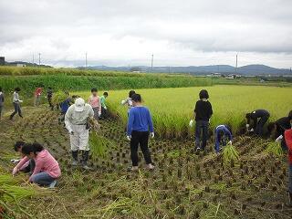 稲刈り