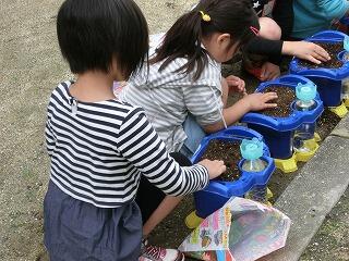 あさがお あさがお