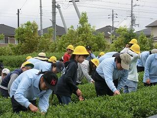 茶つみ 茶つみ
