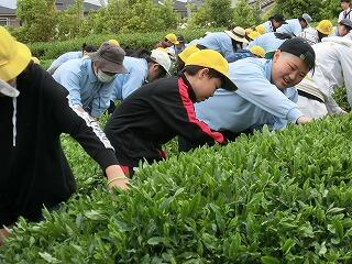 茶つみ 茶つみ