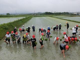田植え 田植え