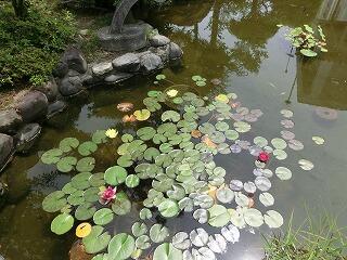 ビオトープ ビオトープ