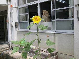 ひまわり ひまわり