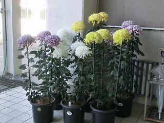 大きな菊 大きな菊