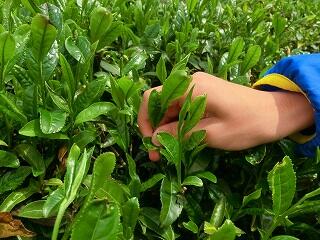 茶摘み 茶摘み