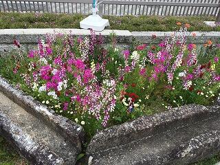 ワイルドフラワーの花々 ワイルドフラワーの花々