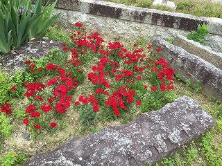 ナデシコ ナデシコ