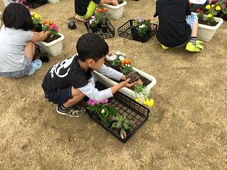 ７つの苗を植えます。